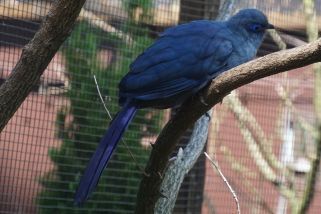 Coua caerulea - Blauer Seidenkuckuck (Blau-Seidenkuckuck, Blaucoua)